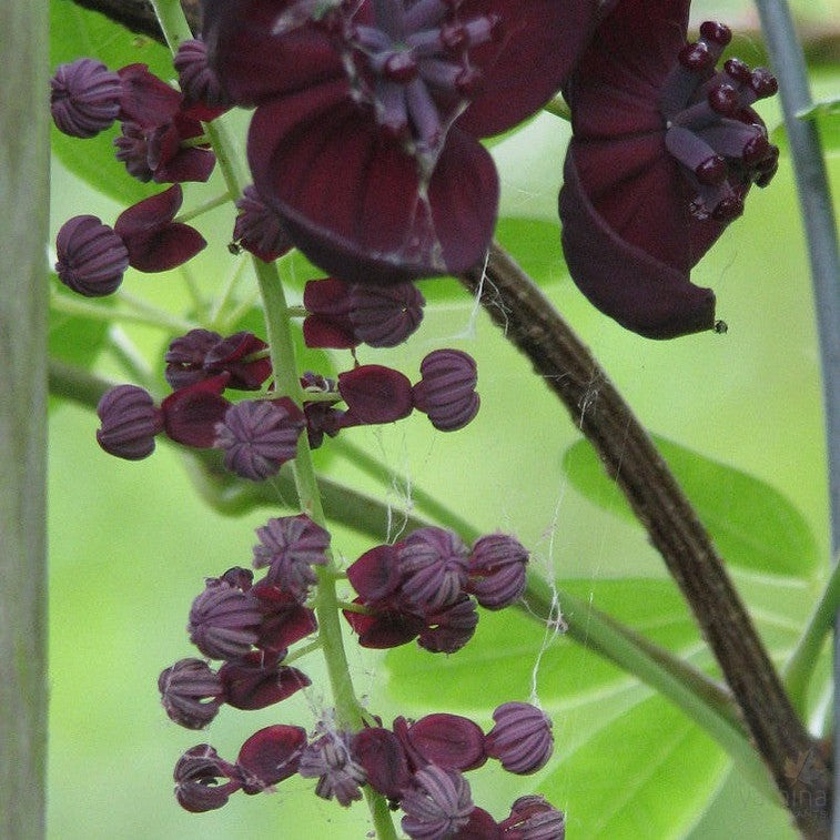 Akebia longeracemosa