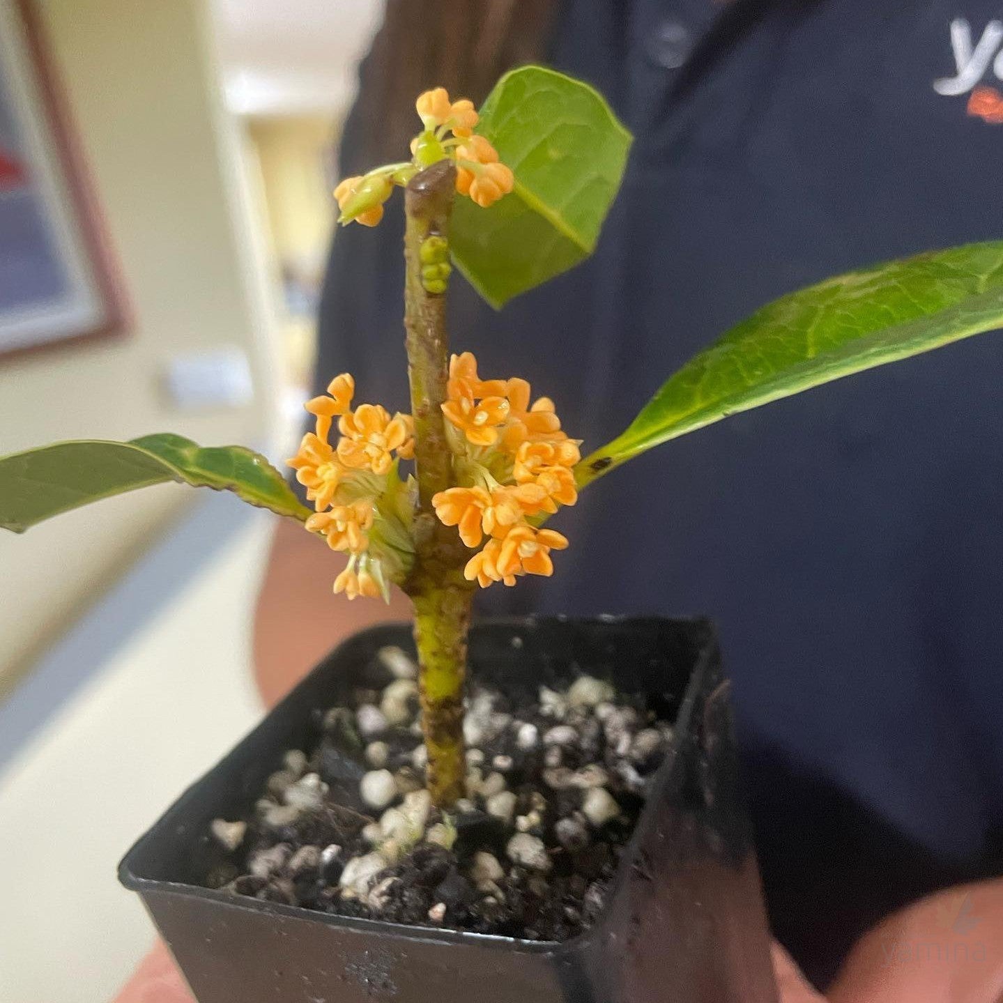 Osmanthus heterophyllus