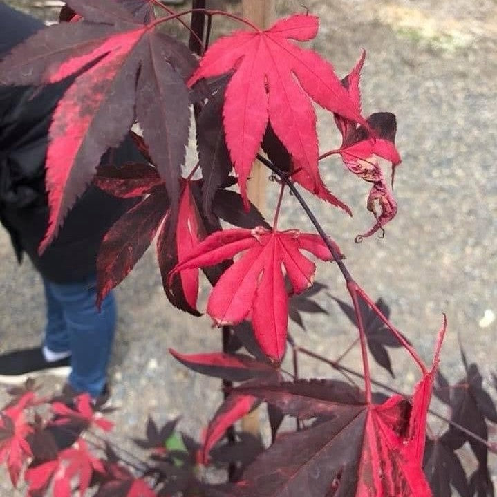 Acer palmatum Fujinami Nishiki-1