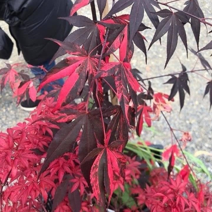 Acer palmatum Fujinami Nishiki-2