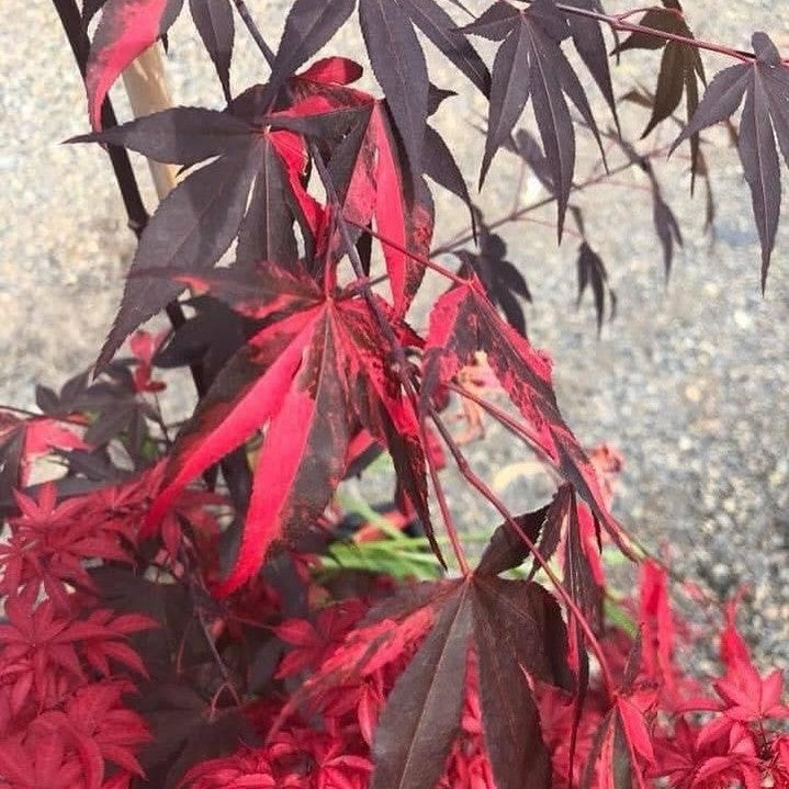 Acer palmatum Fujinami Nishiki-3