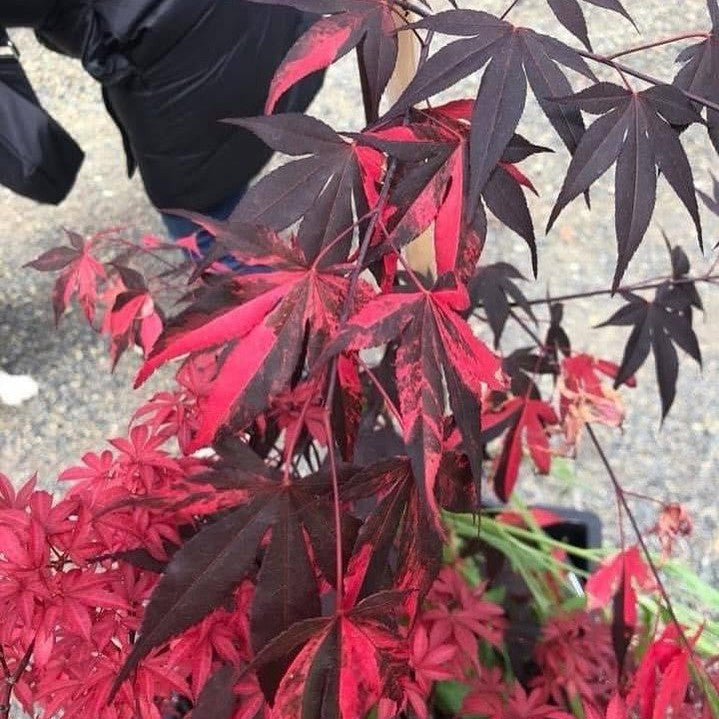 Acer palmatum Fujinami Nishiki-4