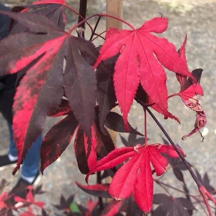 Acer palmatum Fujinami Nishiki-5