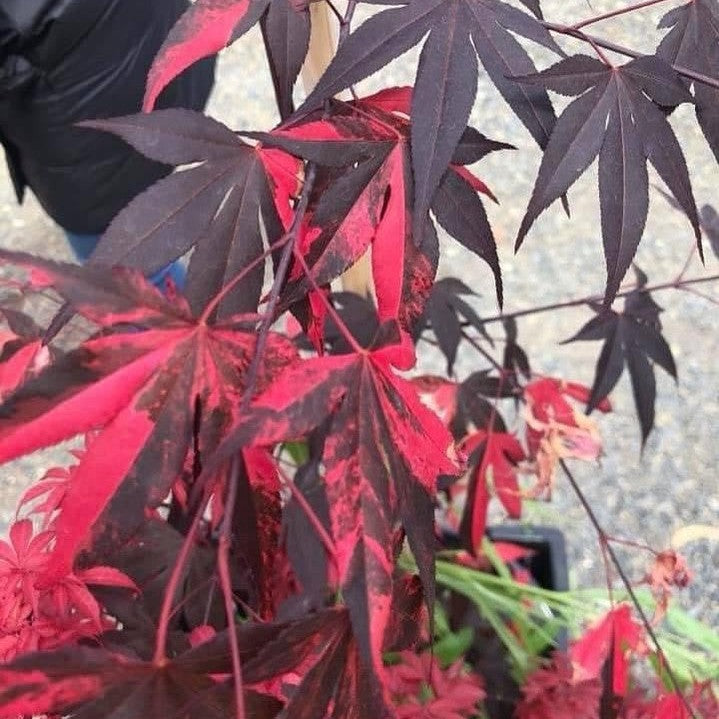 Acer palmatum Fujinami Nishiki-6