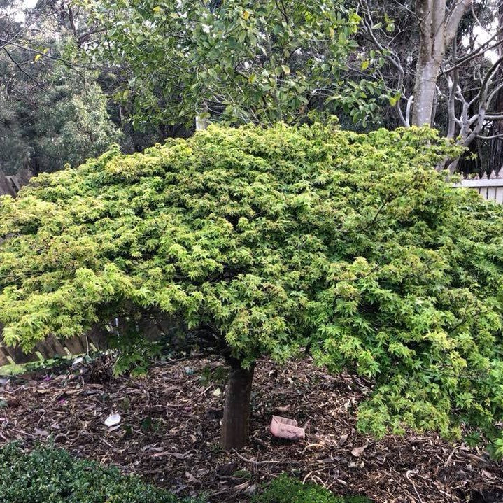 Acer palmatum Otohime 4