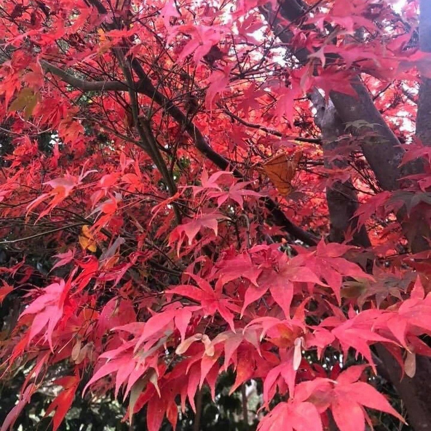 Acer palmatum Rosie’s Red-1