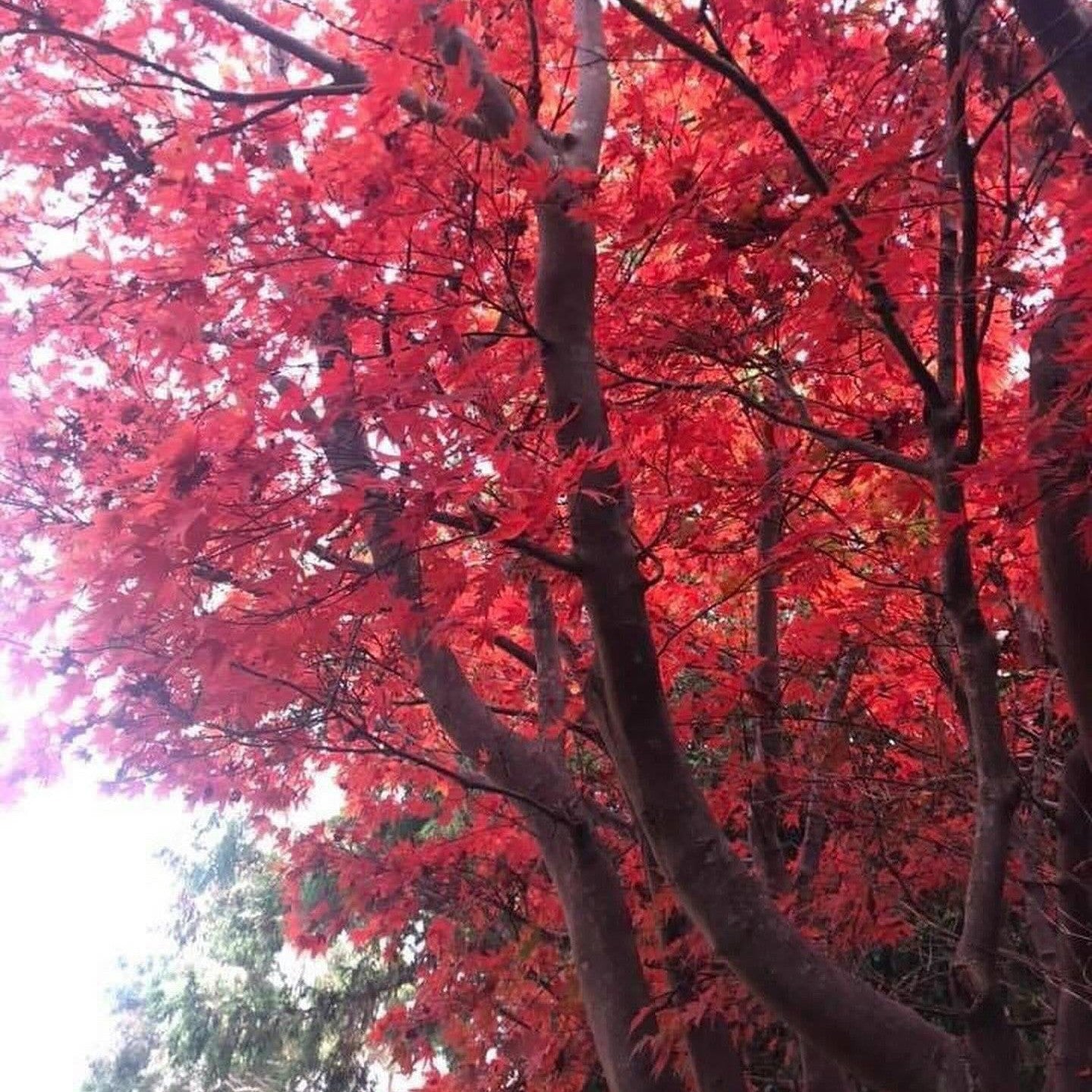 Acer palmatum Rosie’s Red-2