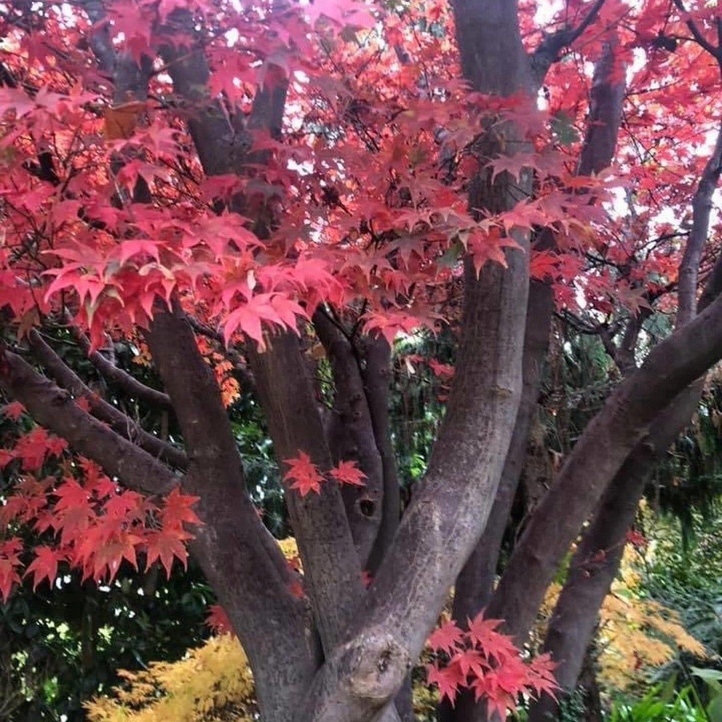 Acer palmatum Rosie’s Red-3