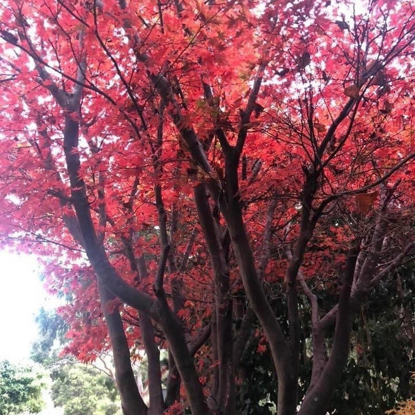 Acer palmatum Rosie’s Red-4