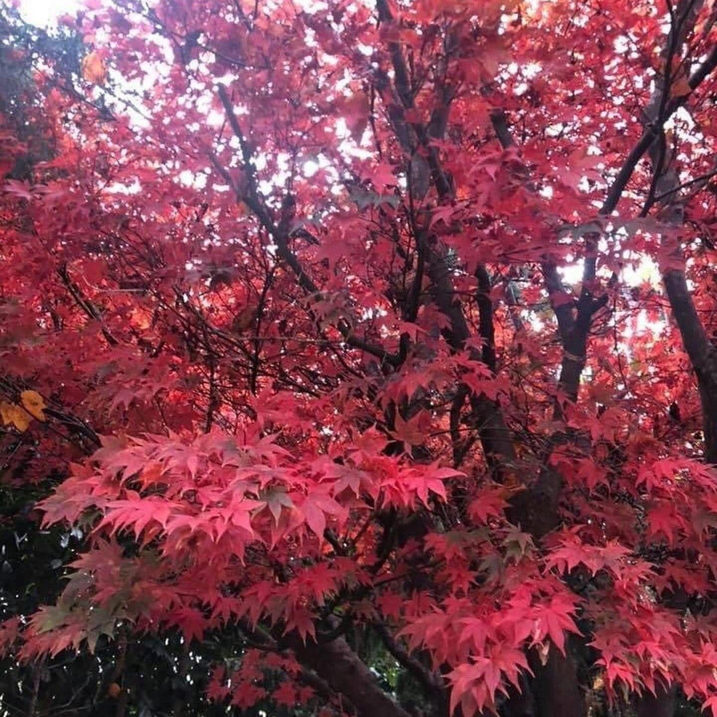 Acer palmatum Rosie’s Red-5