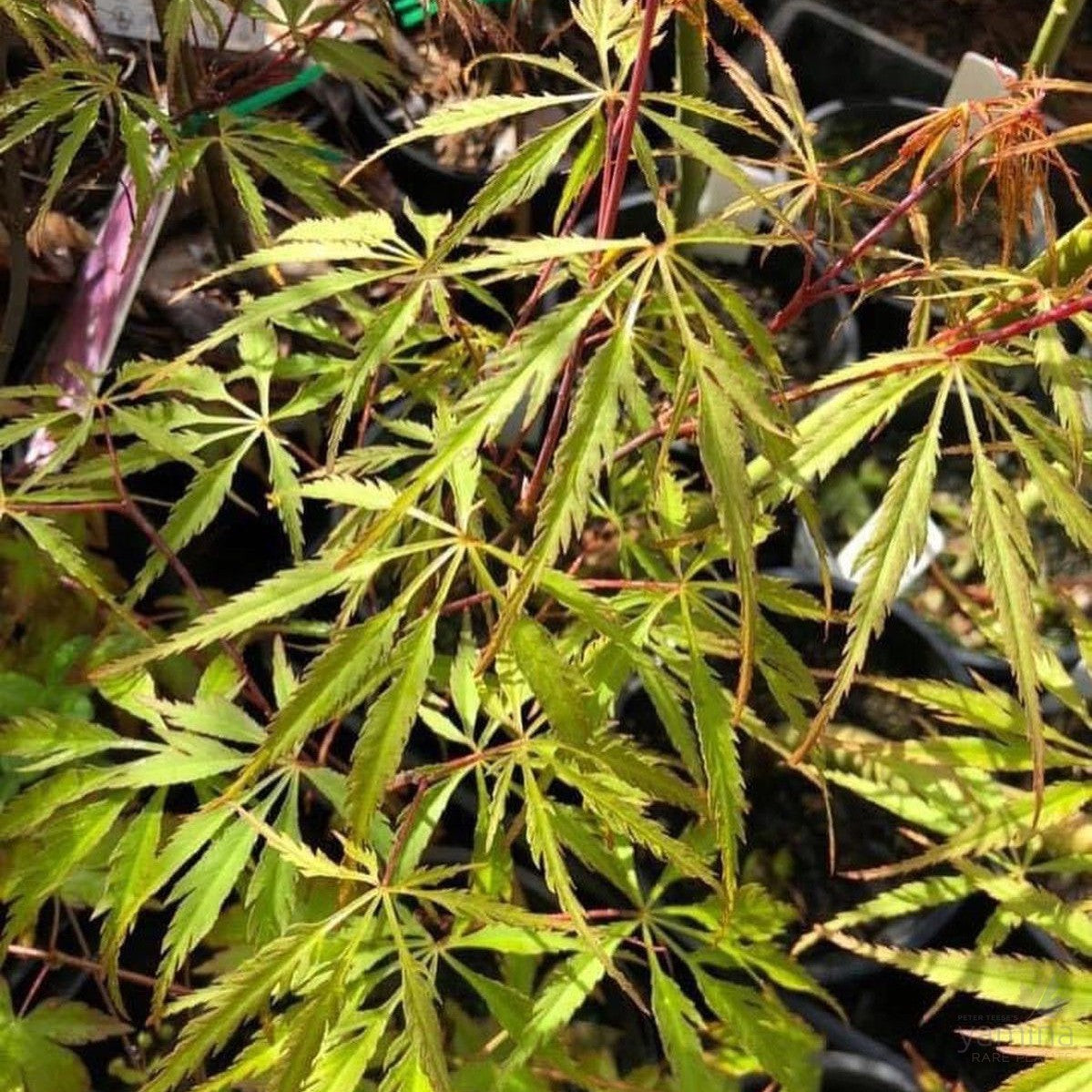 Acer palmatum dissectum Freddy’s Wonder-1