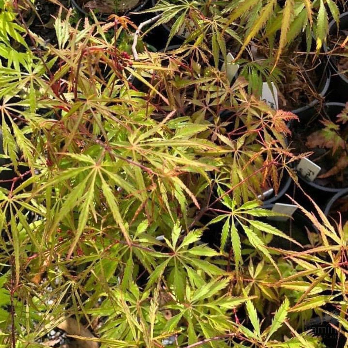 Acer palmatum dissectum Freddy’s Wonder-2