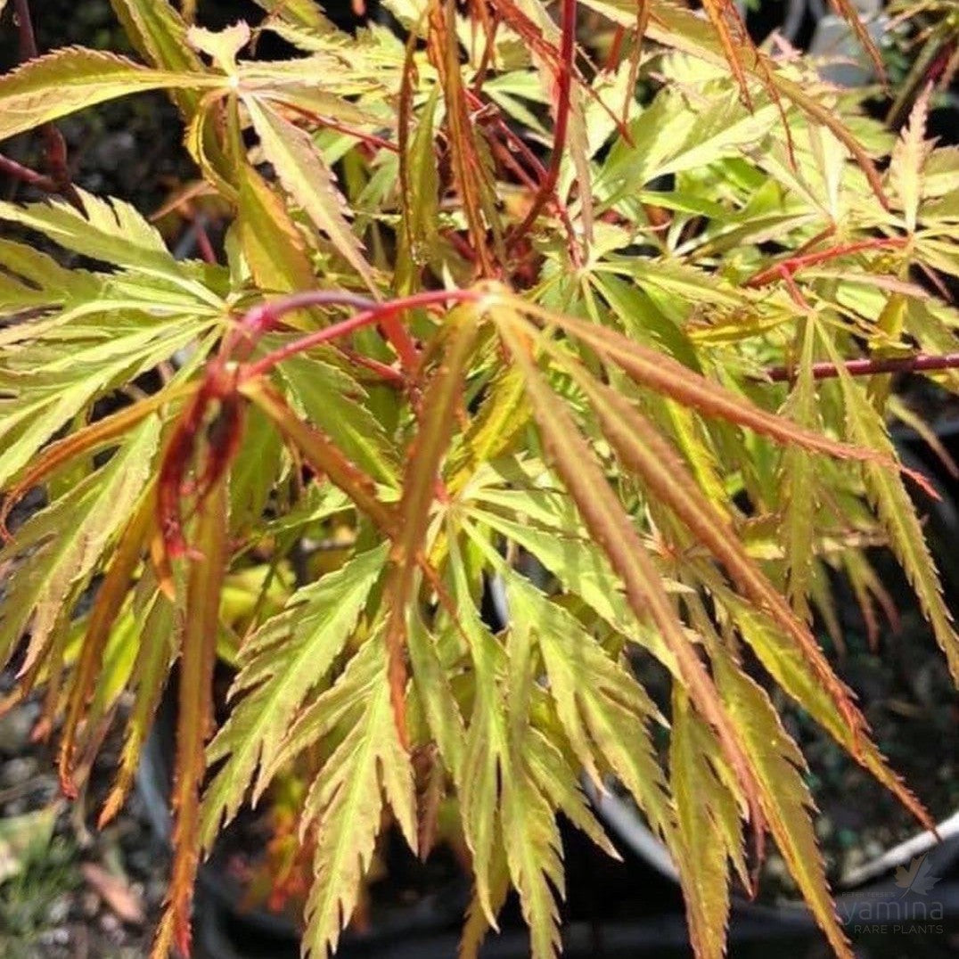 Acer palmatum dissectum Freddy’s Wonder-3