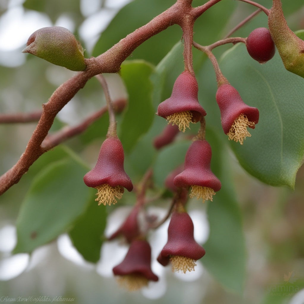 Brachychiton x acerifolia populneus Berry Bells