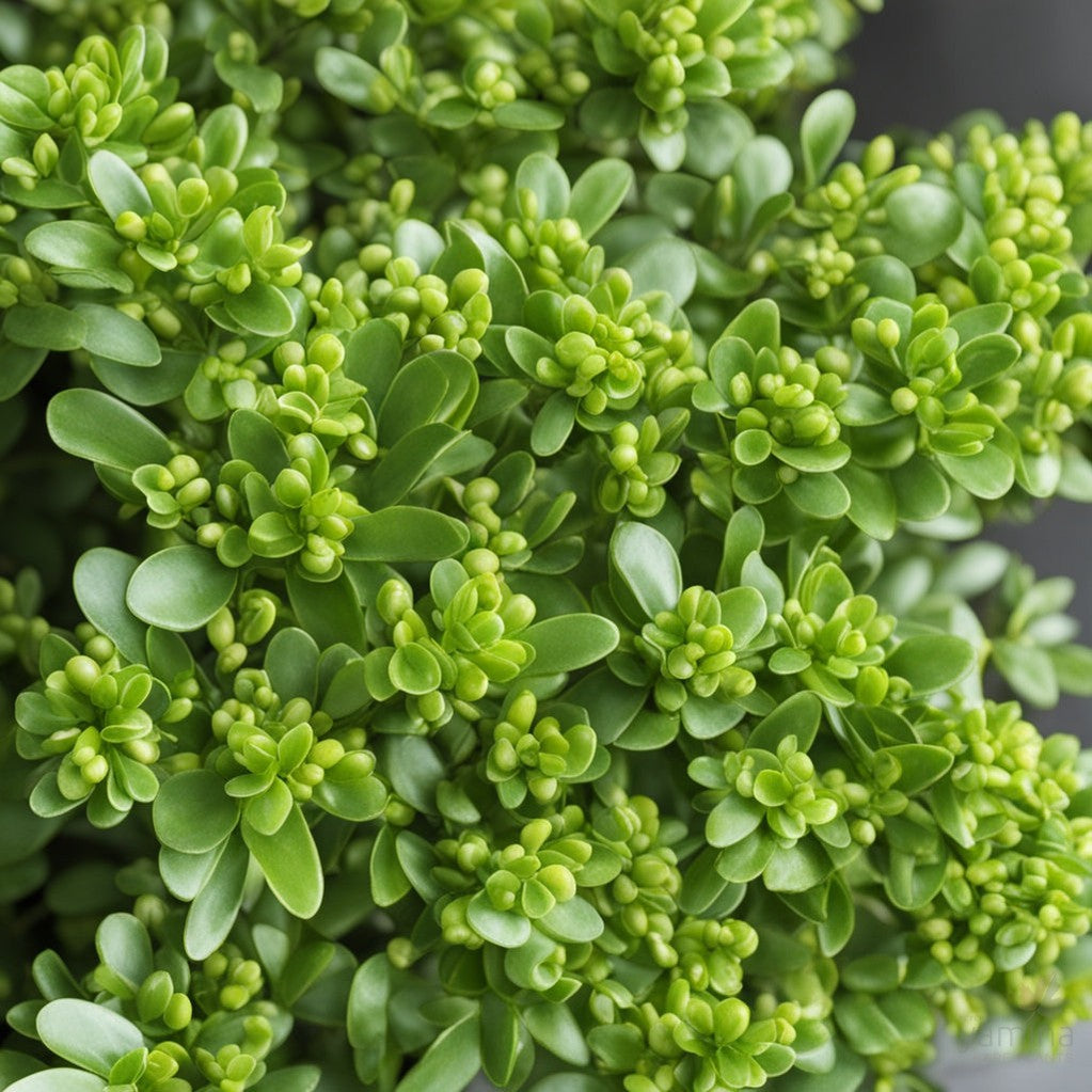 Buxus sempervirens Suffruticosa