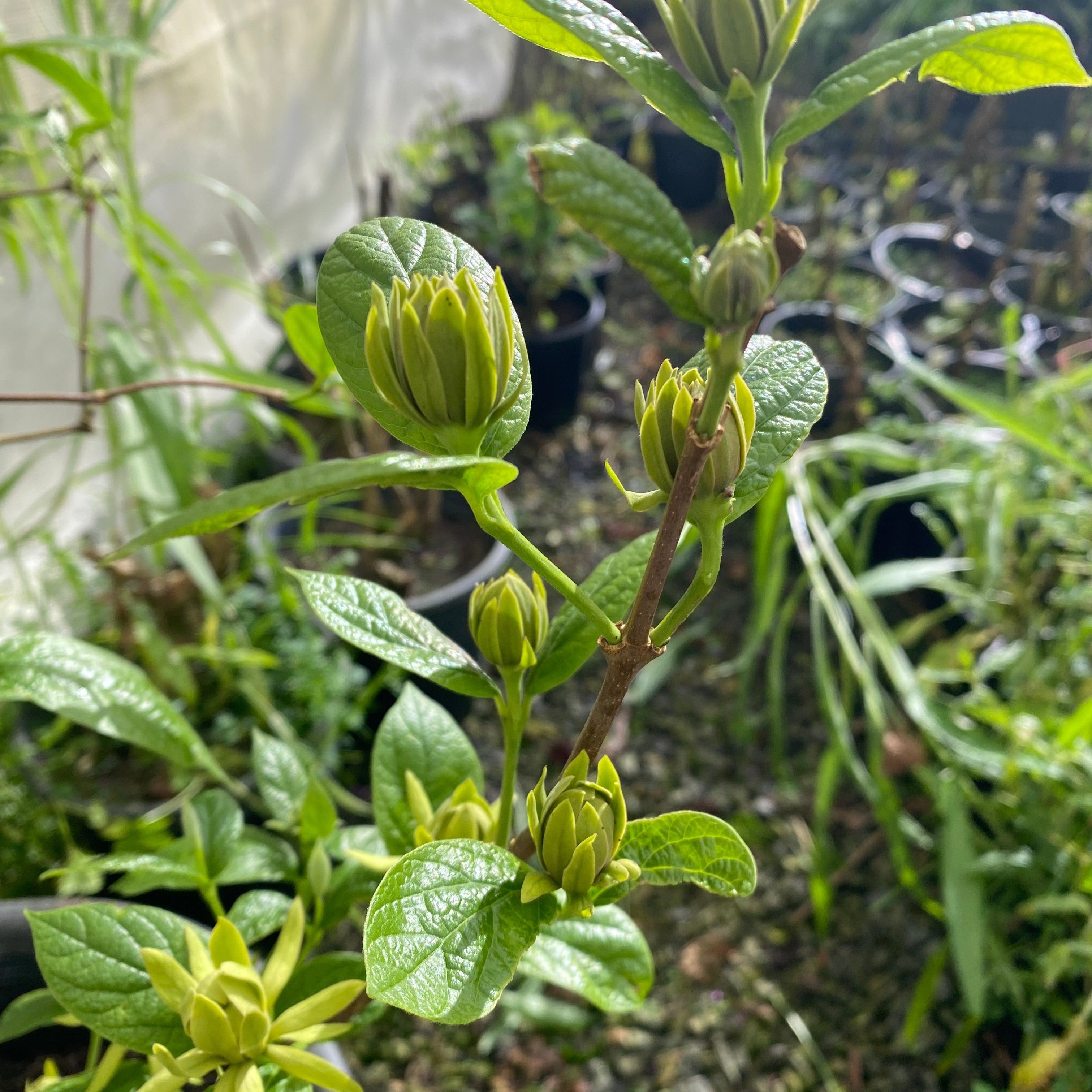 Calycanthus floridus Athens-1