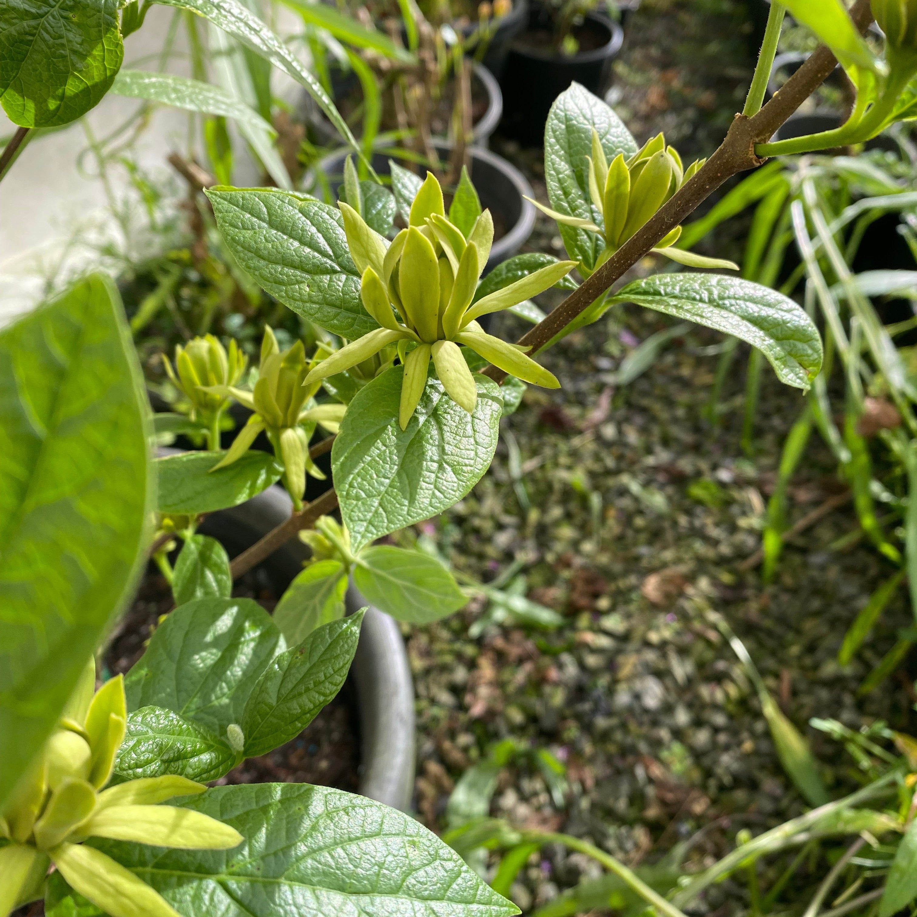 Calycanthus floridus Athens-2