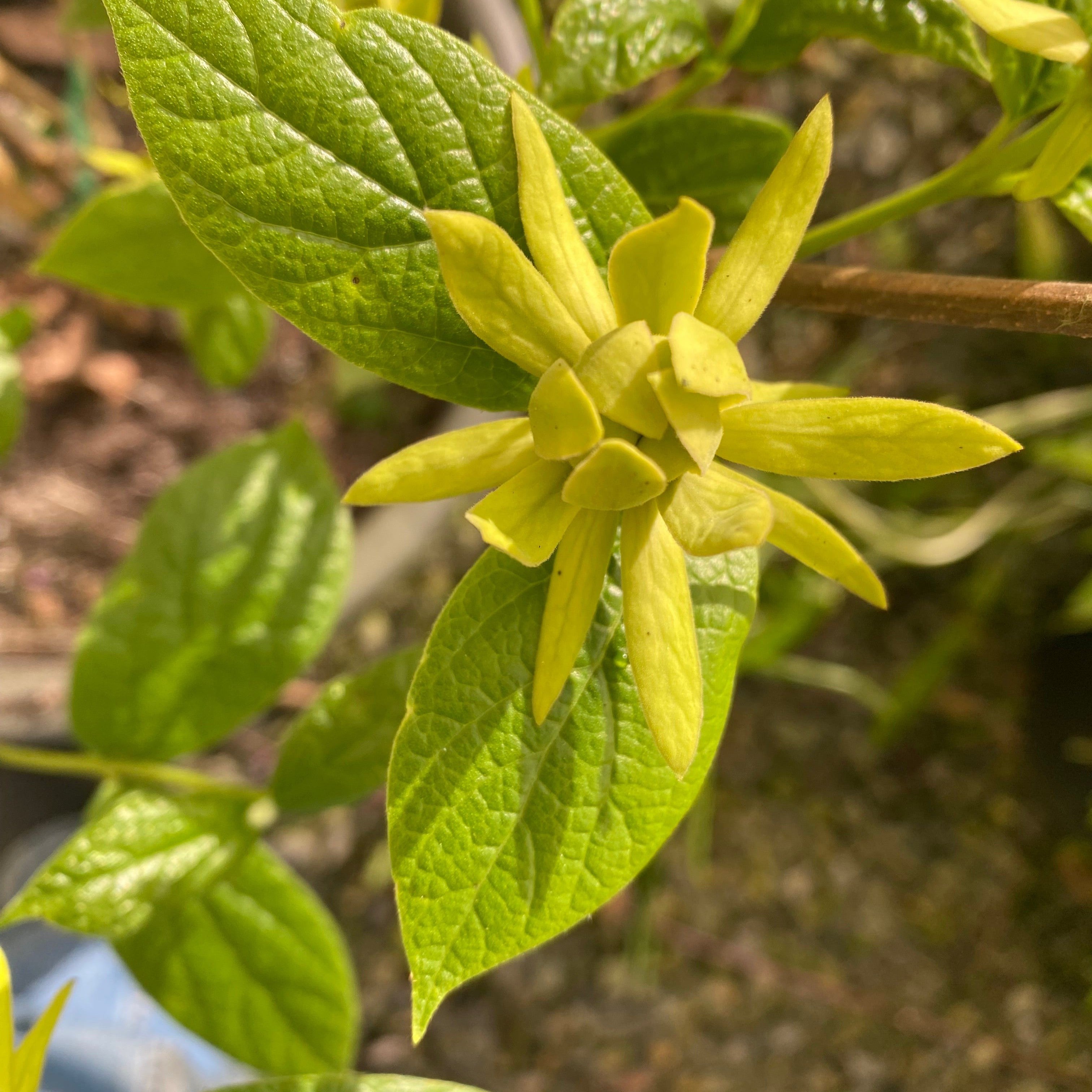 Calycanthus floridus Athens-3