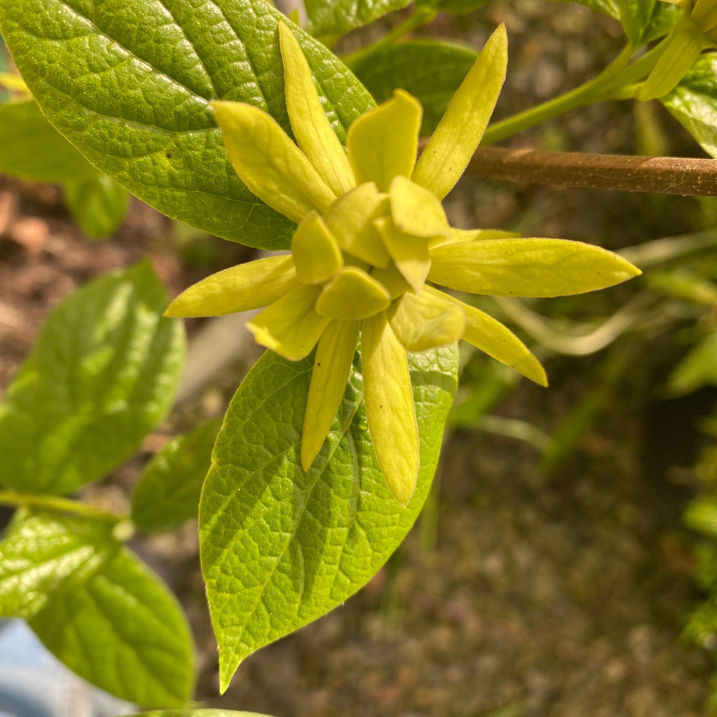 Calycanthus floridus Athens-4