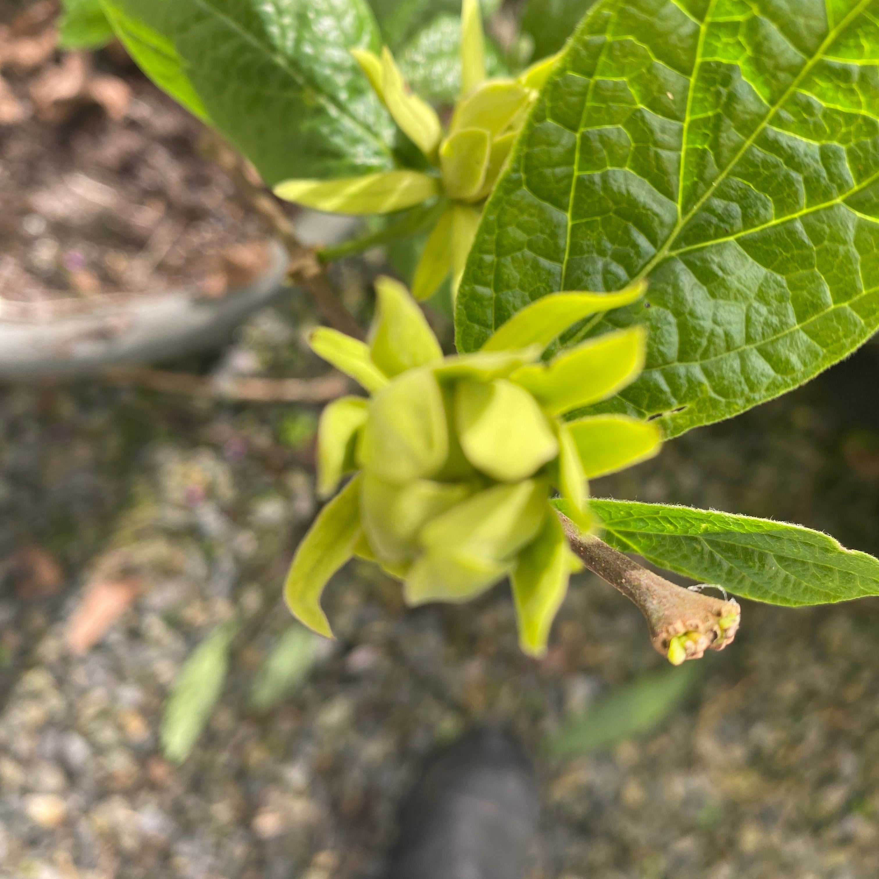 Calycanthus floridus Athens-5