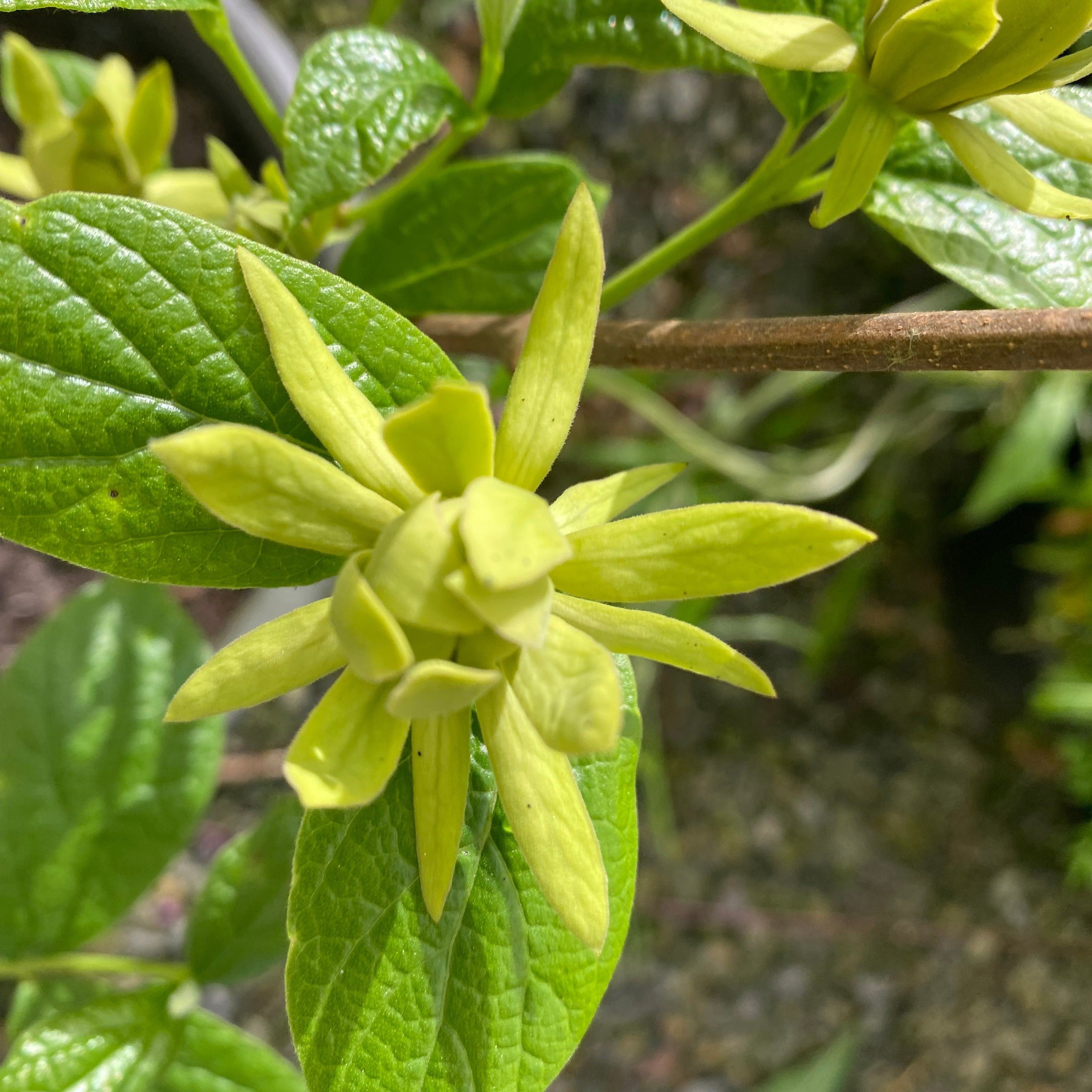 Calycanthus floridus Athens-6