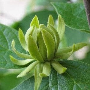 Calycanthus floridus Athens