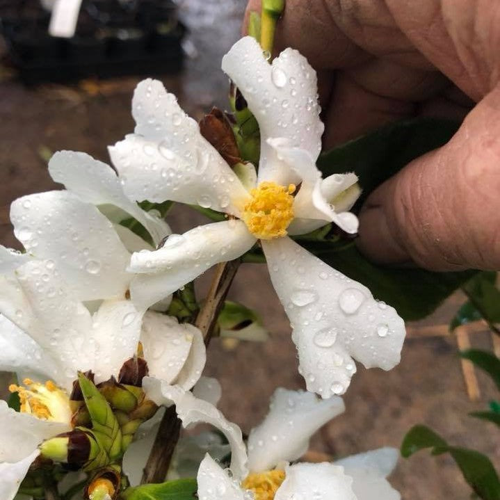 Camellia yuhsienensis 1