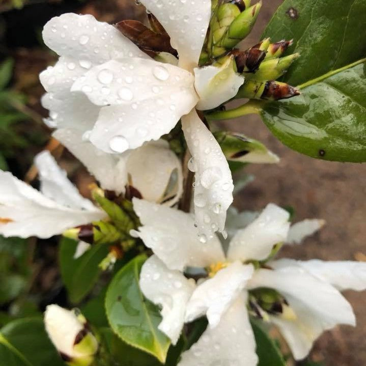 Camellia yuhsienensis 2