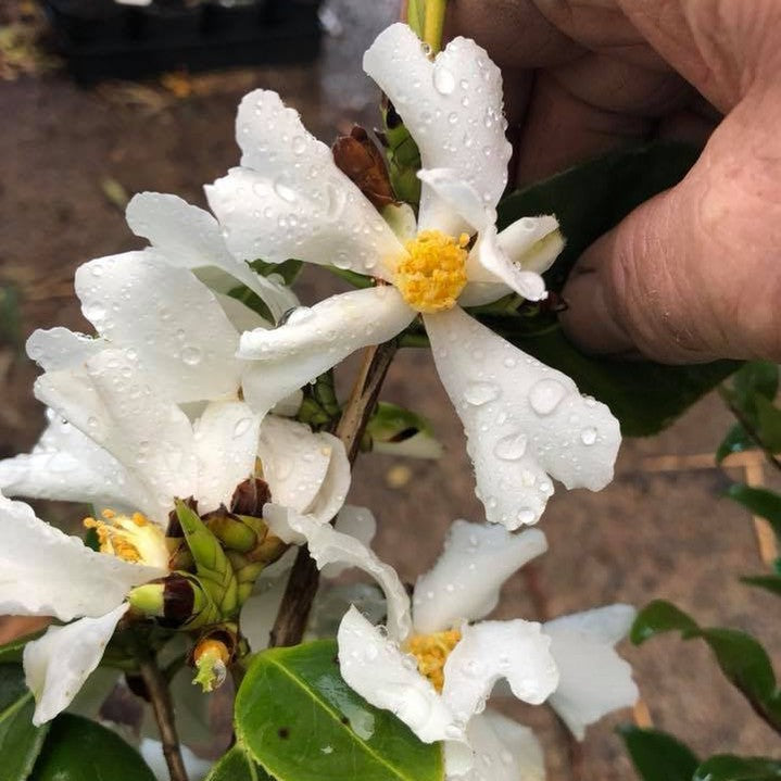 Camellia yuhsienensis 3