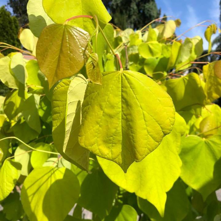 Cercis canadensis Hearts Of Gold 1