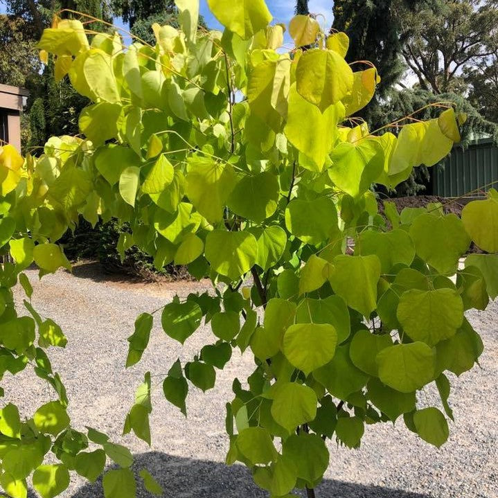 Cercis canadensis Hearts Of Gold 2