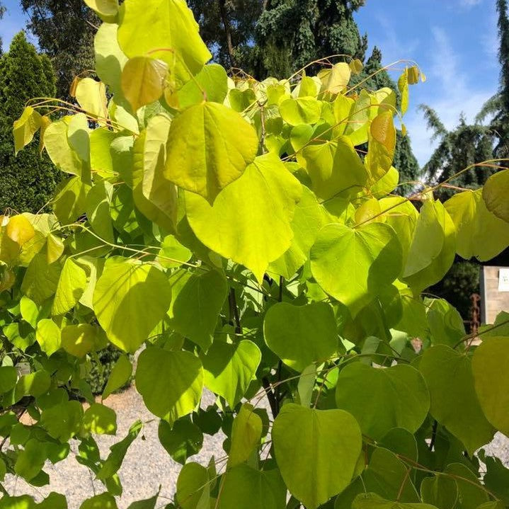 Cercis canadensis Hearts Of Gold 3