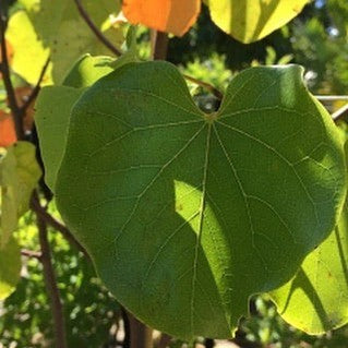 Cercis canadensis Oklahoma