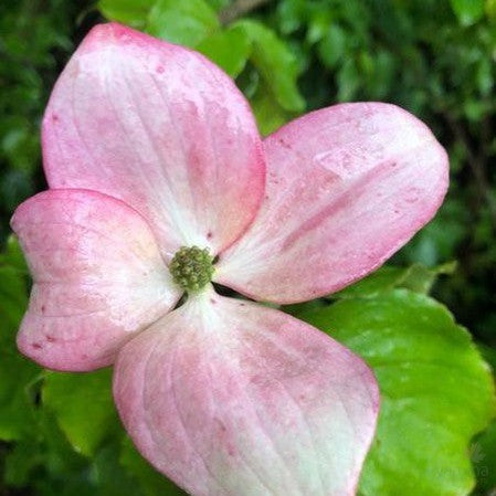 Cornus kousa Radiant Rose