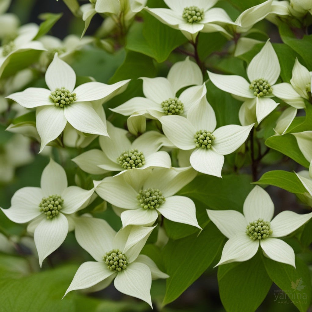 Cornus kousa Trinity Star