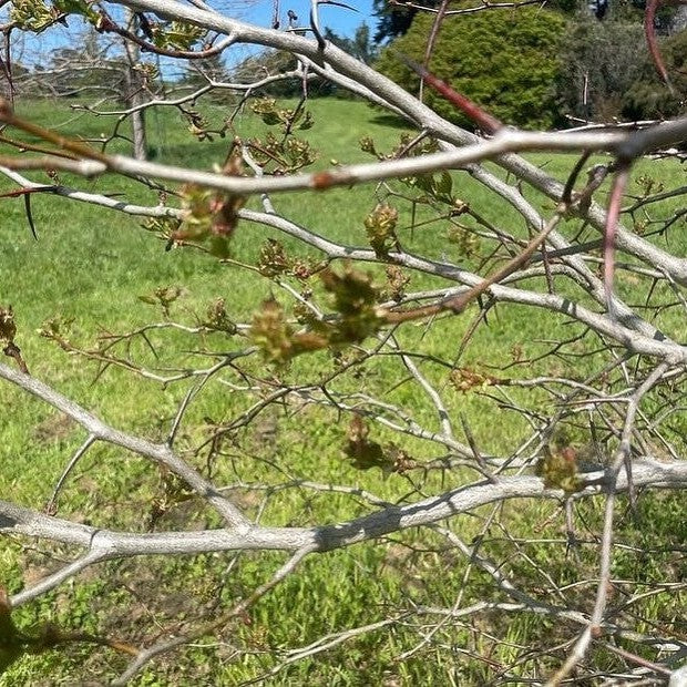 Crataegus phaenopyrum 2