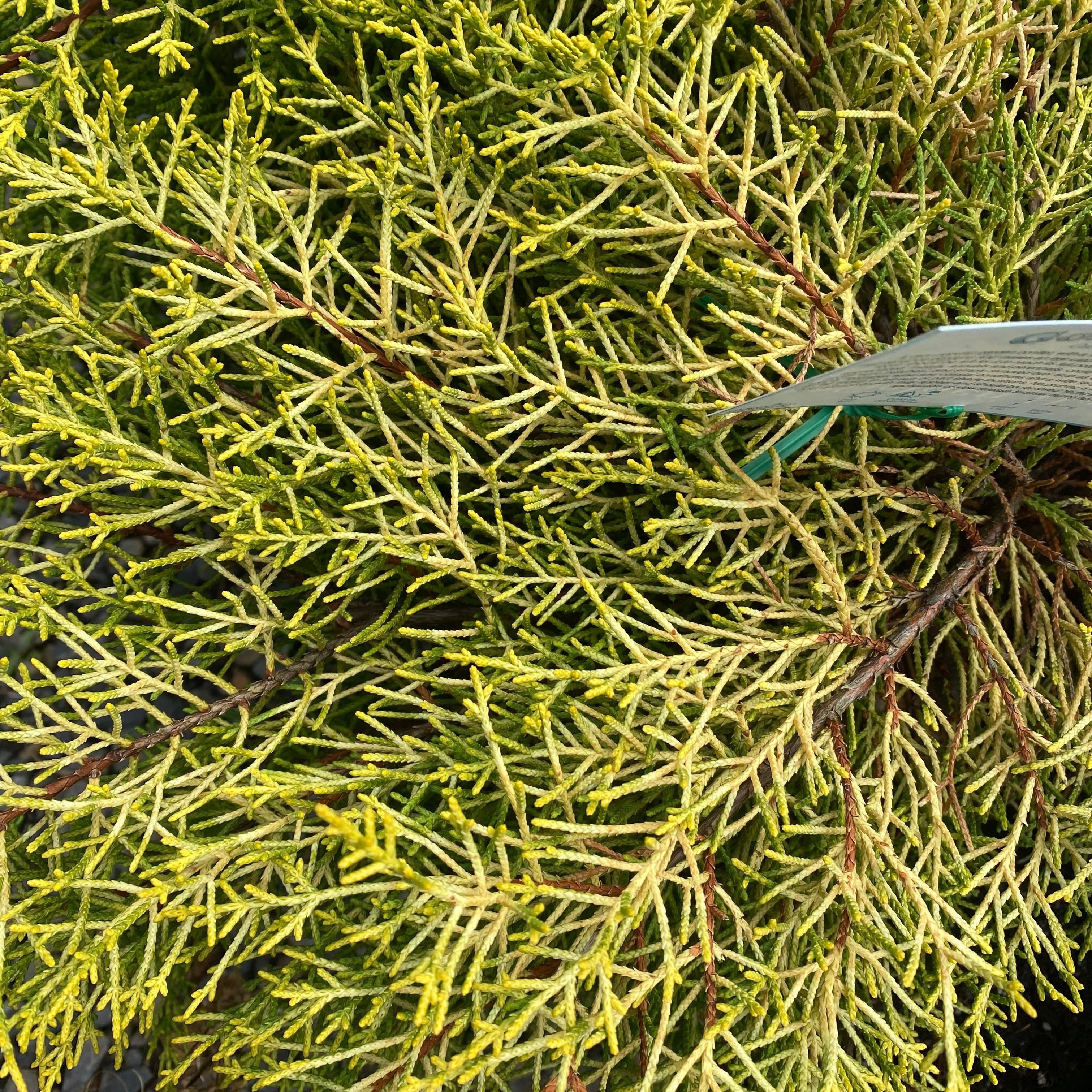 Cupressus macrocarpa Golden Halo 1