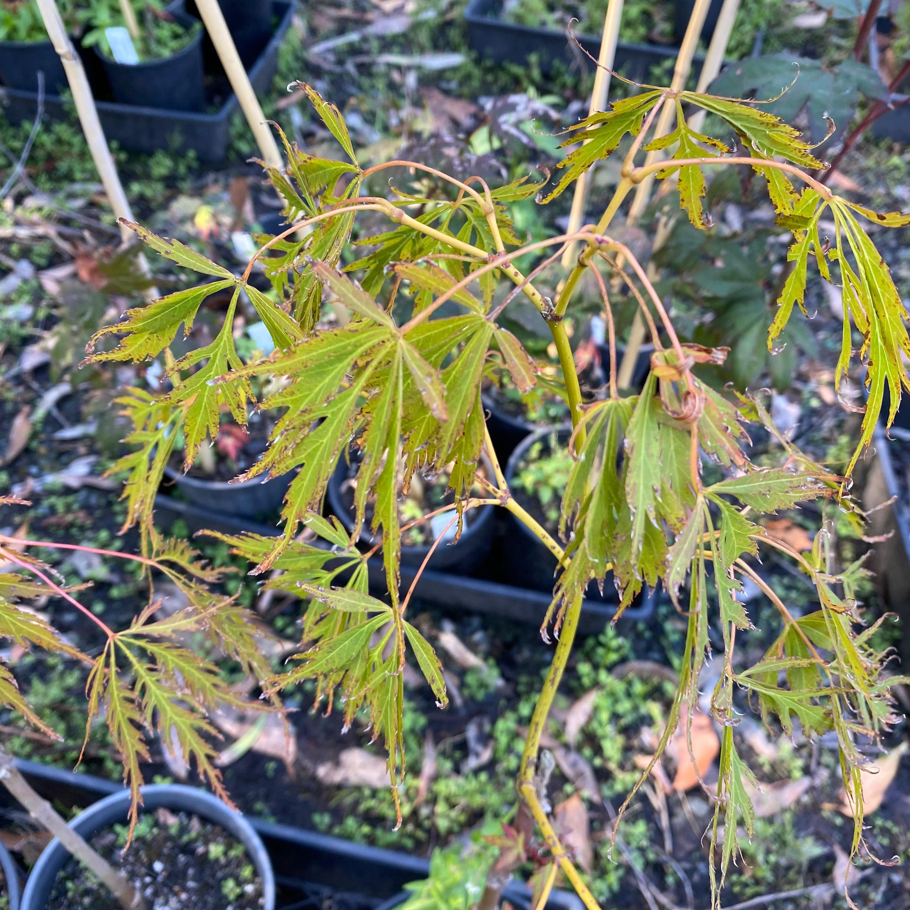 Acer palmatum dissectum ‘Irish lace’-Yamina Rare Plants