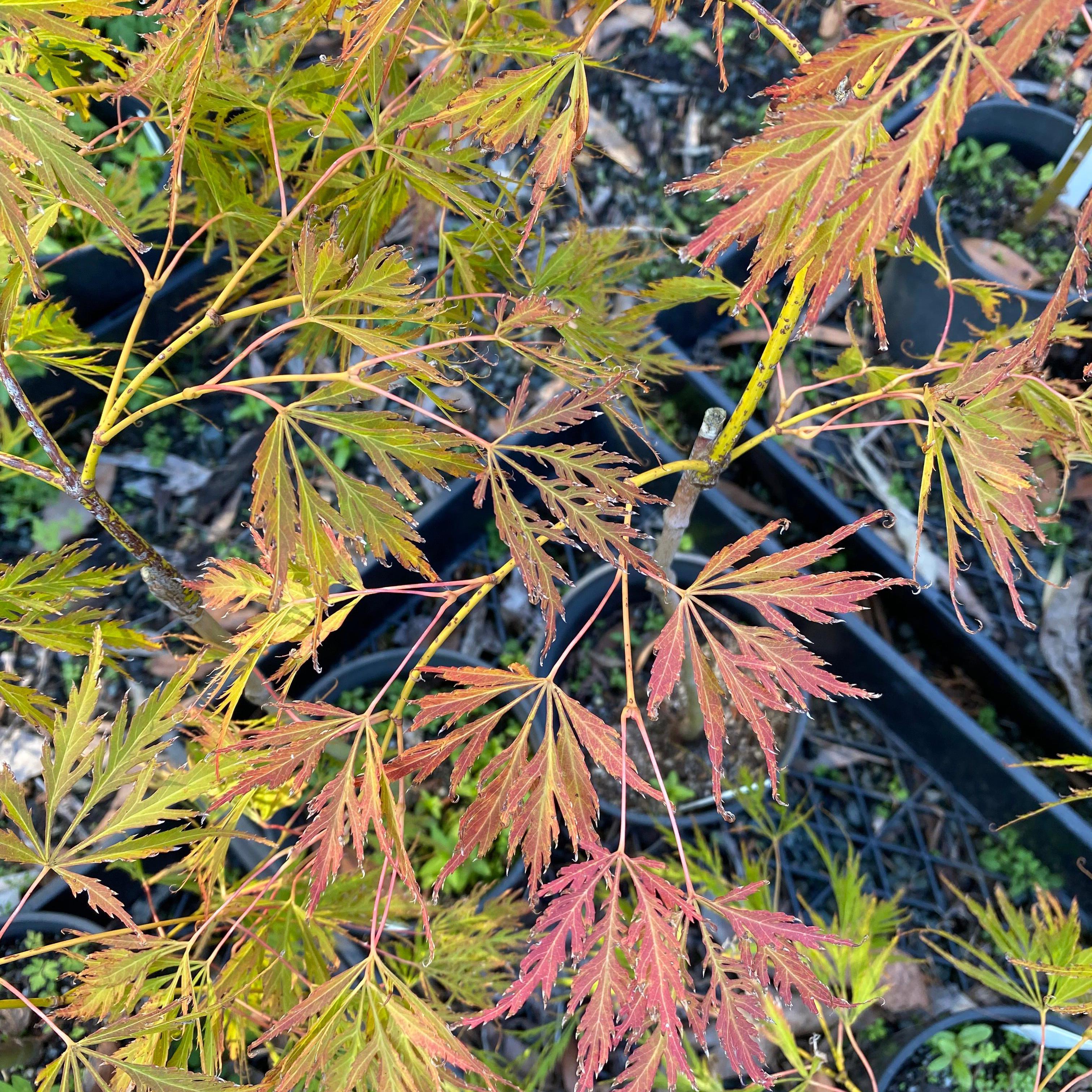 Acer palmatum dissectum ‘Irish lace’-Yamina Rare Plants