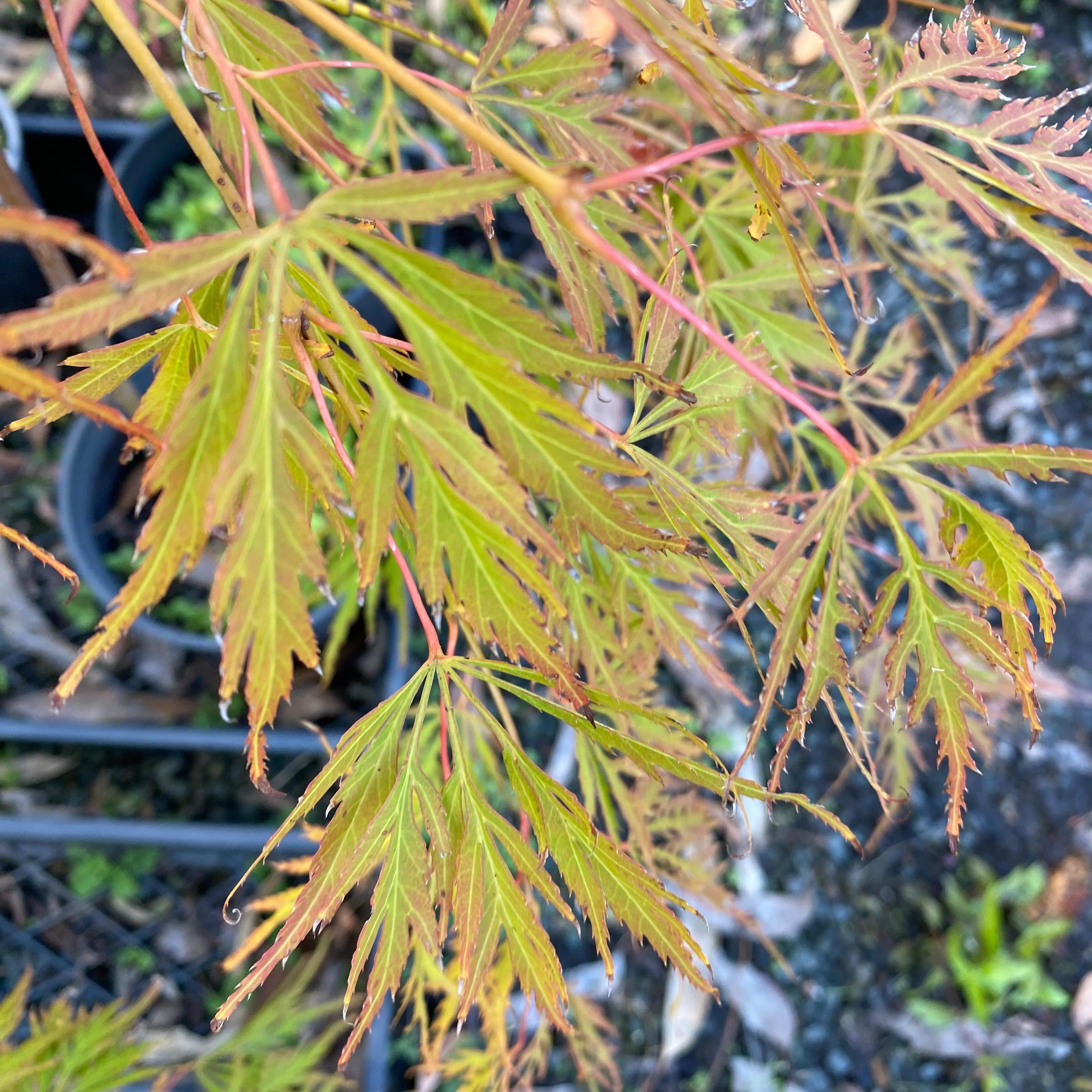 Acer palmatum dissectum ‘Irish lace’-Yamina Rare Plants