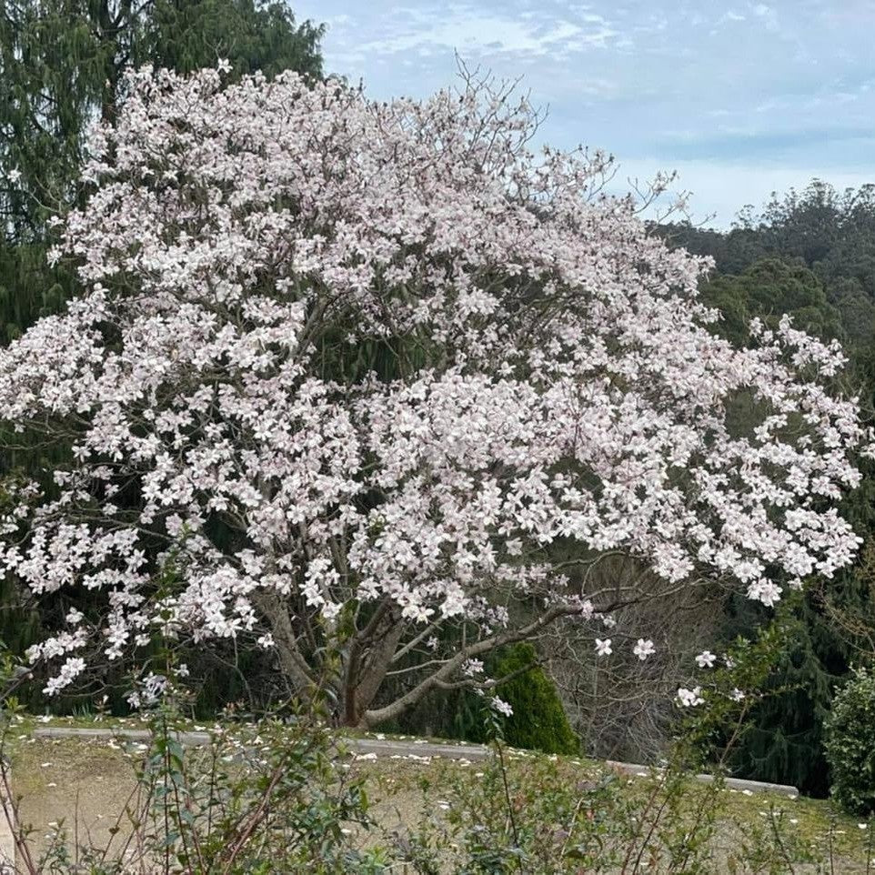 Magnolia campbellii 'Charles Raffill-1