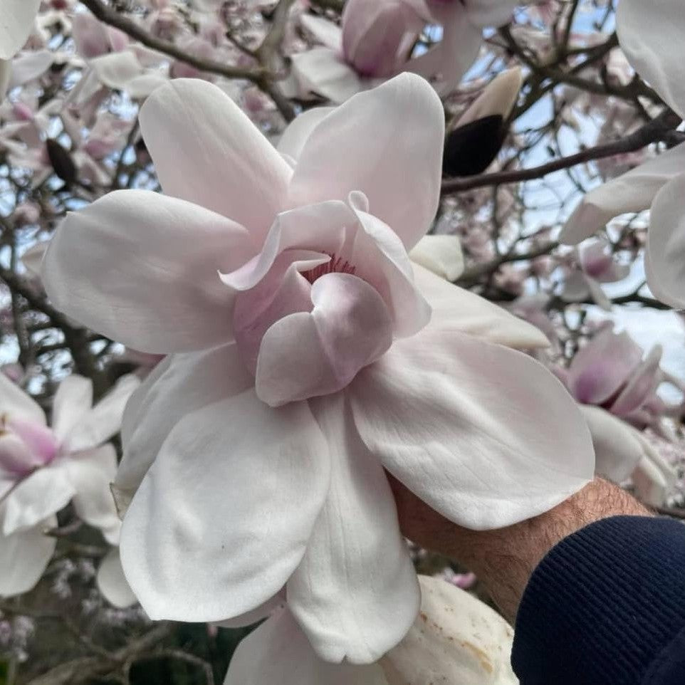 Magnolia campbellii 'Charles Raffill-2