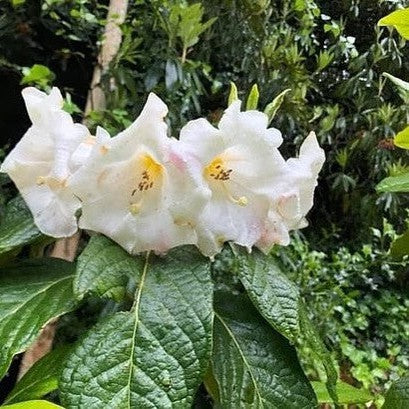 Rhododendron Nuttallii 1