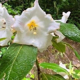 Rhododendron Nuttallii 2