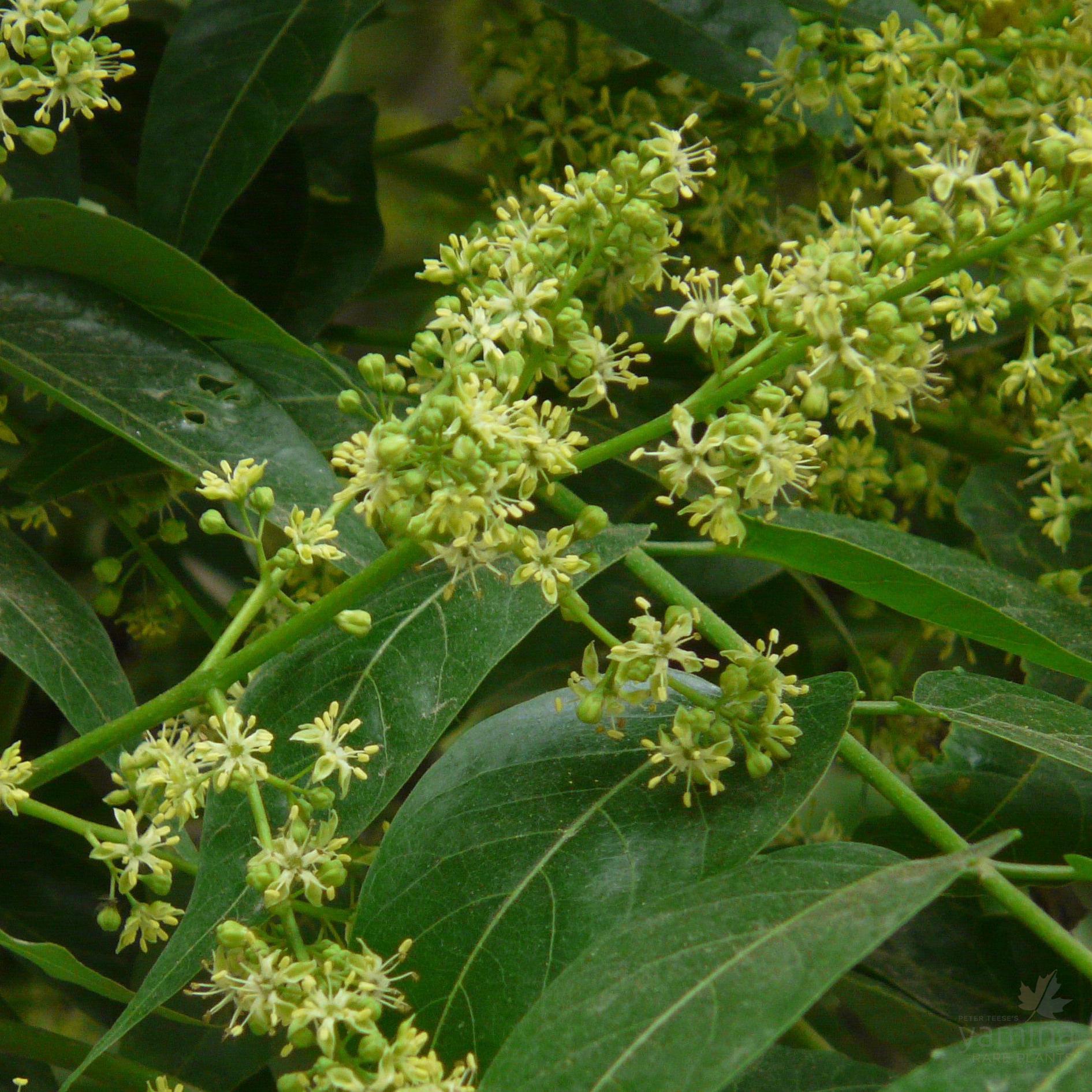 Sapindus mukorossi-Yamina Rare Plants