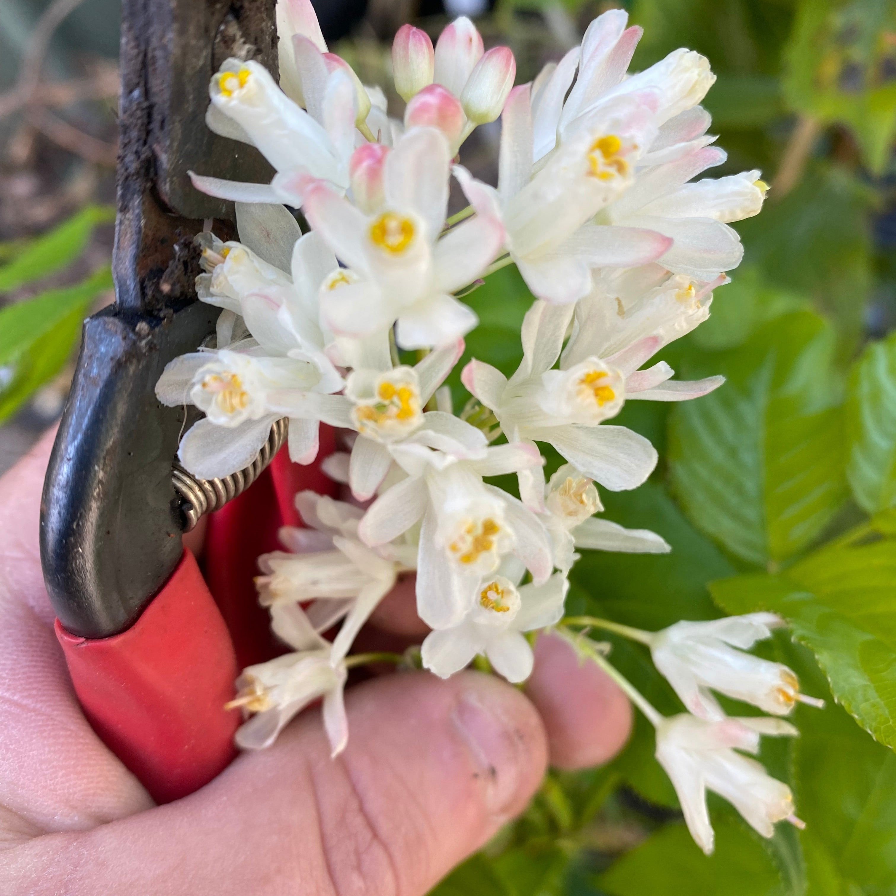 Staphylea holocarpa-2