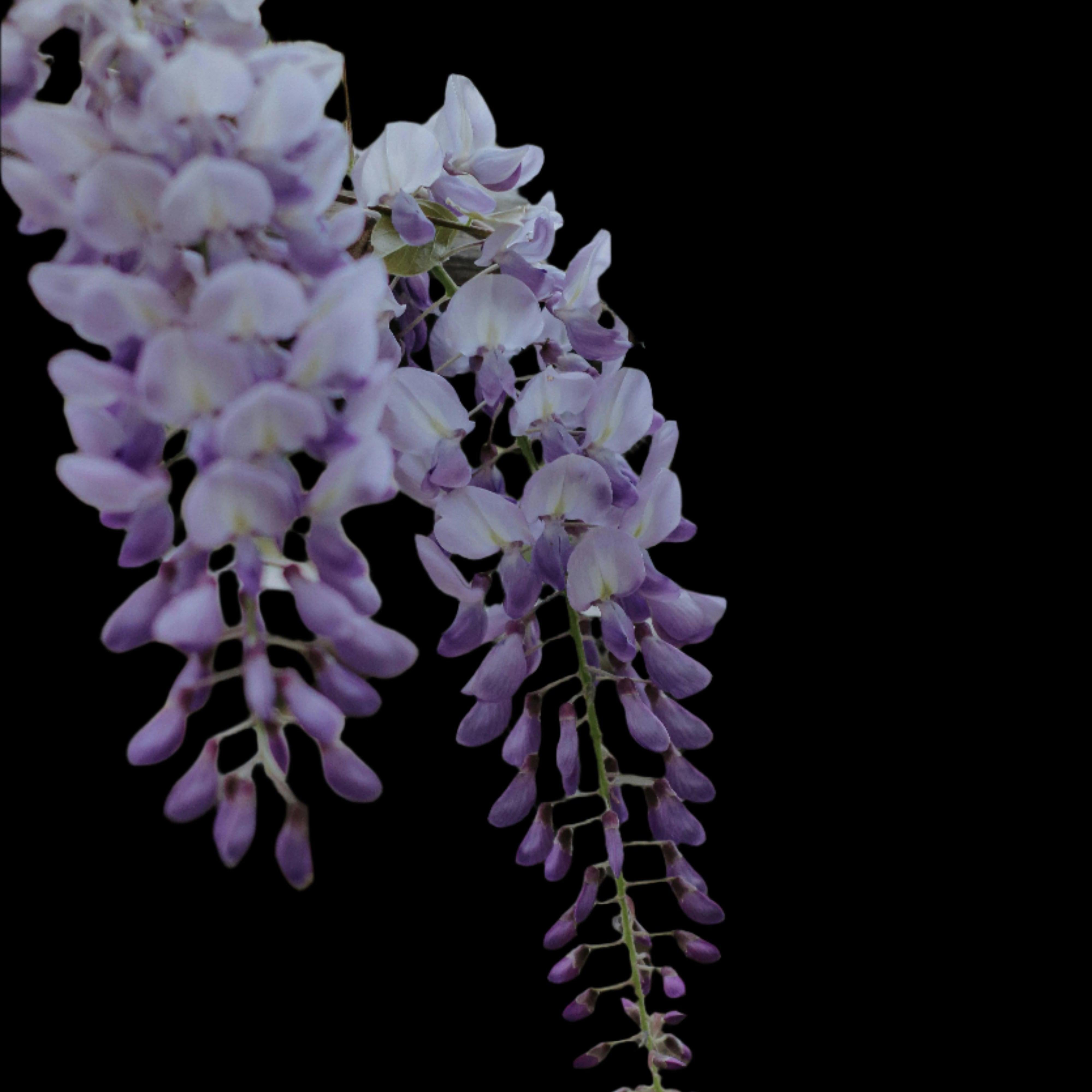 Wisteria floribunda Lavender Lace