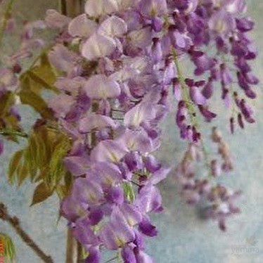 Wisteria sinensis Blue 1