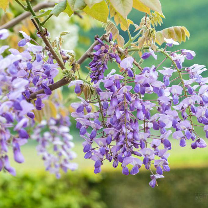 Wisteria brachybotrys Okayama-Yamina Rare Plants