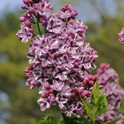 Syringa vulgaris Sensation